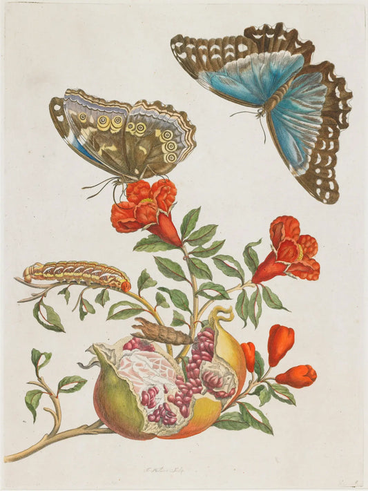 Inspired By…Maria Sibylla Merian