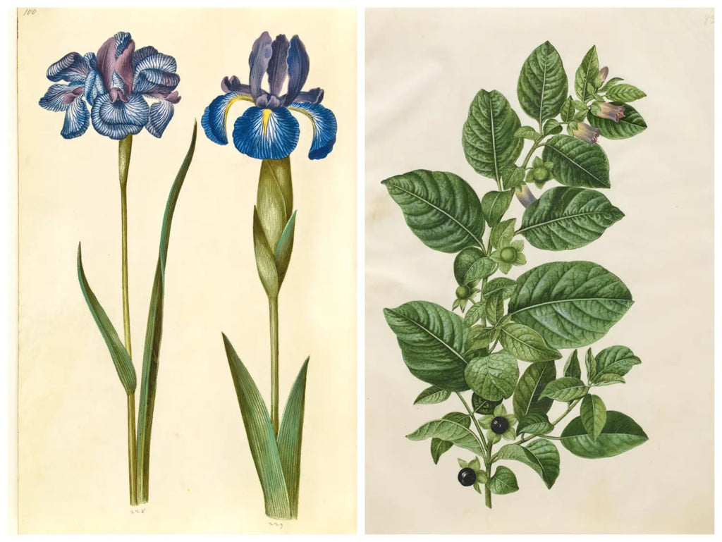 Inspired By…Maria Sibylla Merian